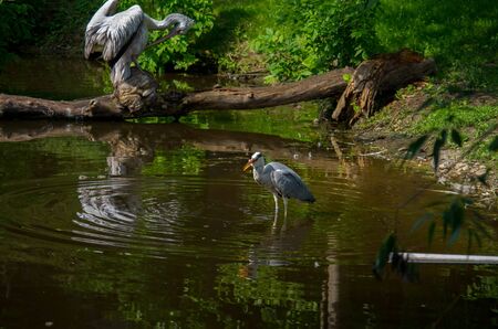 The grey heron, Ardea cinerea, is a long-legged predatory wading bird of the heron family, Ardeidae, native throughout temperate Europe and Asia and also parts of Africa.の写真素材