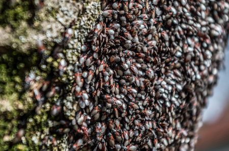 Lime seed bug, Oxycarenus lavaterae, is a species of ground bug of the family Lygaeidae, subfamily...