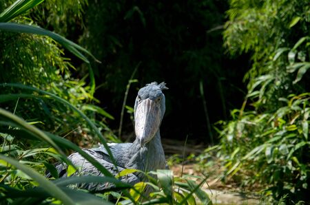 The shoebill, Balaeniceps rex, also known as whalehead, whale-headed stork, or shoe-billed stork, is a very large stork-like bird.の写真素材