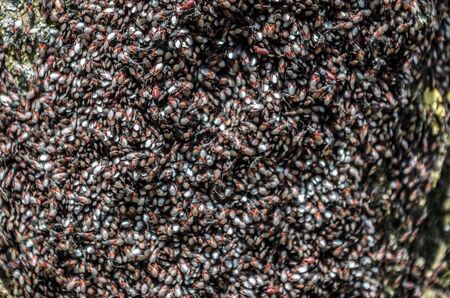 Lime seed bug, Oxycarenus lavaterae, is a species of ground bug of the family Lygaeidae, subfamily Oxycareninae.の写真素材