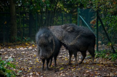 The Chacoan peccary or tagua, Catagonus wagneri, is the last extant species of the genus Catagonus it is a peccary found in the Gran Chaco of Paraguay, Bolivia, and Argentina.の写真素材