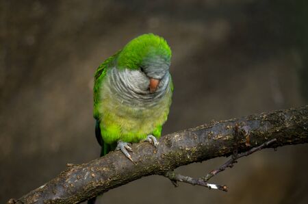 The monk parakeet, Myiopsitta monachus, also known as the Quaker parrot, is a species of true parrot in the family Psittacidae.の写真素材