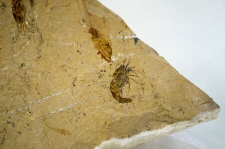 Carpopenaeus is an extinct genus of prawn, which existed during the Upper Jurassic and Cretaceous periods.の写真素材