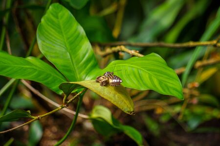 A handicapped butterfly on a leafの写真素材