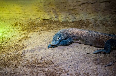 The Komodo dragon, Varanus komodoensis, also known as the Komodo monitor, is a species of lizard found in the Indonesian islands of Komodo, Rinca, Flores, and Gili Motang.の写真素材