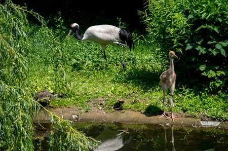 The red-crowned crane, Grus japonensis, also called the Manchurian crane or Japanese craneの写真素材