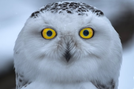 A Snowy owl direct frontal portraitの写真素材