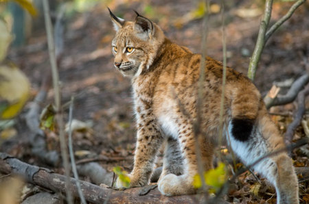 Northern lynx, Lynx lynx lynx, in the sun