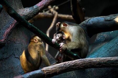 The southern pig-tailed macaque, Macaca nemestrina, also known as the Sundaland pigtail macaque and Sunda pig-tailed macaque, is a medium-sized macaque that lives in southern Thailand, Malaysia, and Indonesia.の写真素材