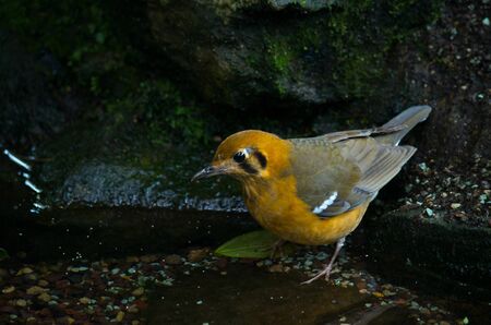 The orange-headed thrush, Geokichla citrina melli, breeds in southeastern China, and is partially migratory, regularly wintering in Hong Kong.の写真素材