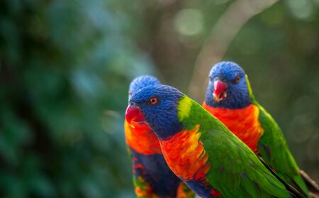 Rainbow lorikeets, Trichoglossus haematodus, are brightly colored, medium-sized parrots that are not considered to be established in the wild in New Zealand.の写真素材
