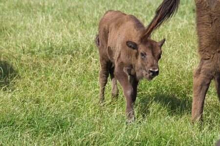 European bison, Bison bonasus, on green grassの写真素材