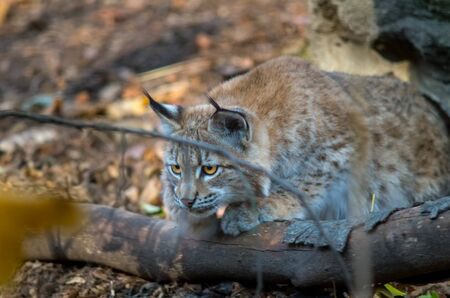 Northern lynx, Lynx lynx lynx, in the sunの写真素材