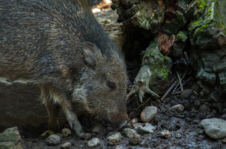 The Chacoan peccary or tagua, Catagonus wagneri, is the last extant species of the genus Catagonus. It is a peccary found in the Gran Chaco of Paraguay, Bolivia, and Argentina. Approximately 3,000 remain in the world.の写真素材