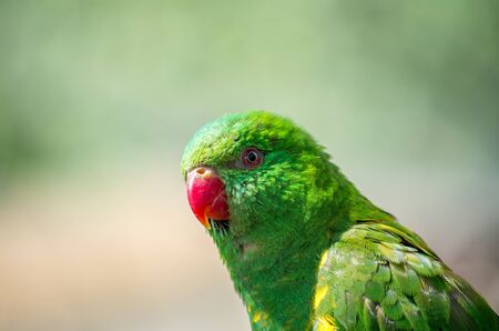 The superb parrot ,Polytelis swainsonii, also known as Barraband's parrot, Barraband's parakeet, or green leek parrot, is a parrot native to south-eastern Australia.の写真素材