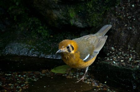The orange-headed thrush, Geokichla citrina melli, breeds in southeastern China, and is partially migratory, regularly wintering in Hong Kong.の写真素材
