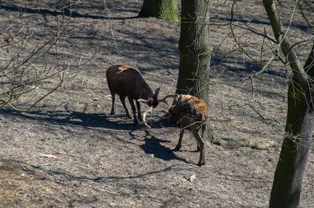 Thorold's deer,Cervus albirostris, are members of the Cervidae familyの写真素材