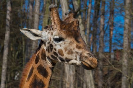 Rotschields giraffe male close upの写真素材
