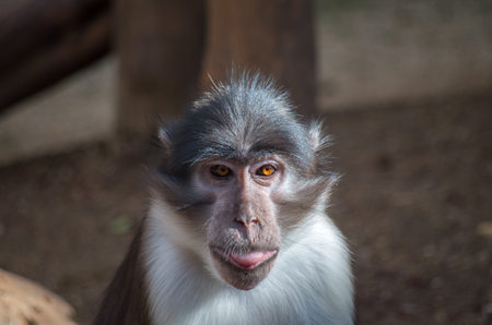 The sooty mangabey, Cercocebus atys, is an Old World monkey found in forests from Senegal in a...