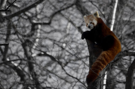 The red panda, Ailurus fulgens, is a mammal native to the eastern Himalayas and southwestern China.