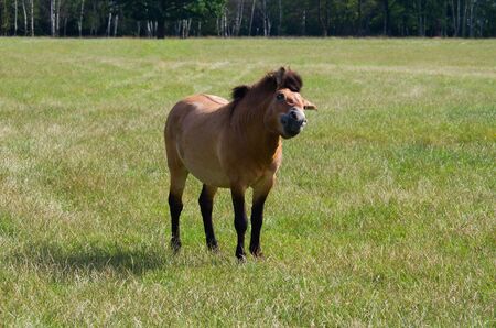Przewalski's horse on green grassの写真素材
