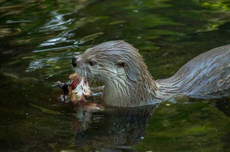 The Eurasian otter, Lutra lutra, eating a fish.の写真素材