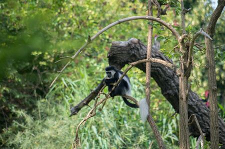 The mantled guereza, Colobus guereza, also known simply as the guereza, the eastern black-and-white colobus, or the Abyssinian black-and-white colobus, is a black-and-white monkey.の写真素材