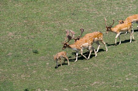 Fallow deer on green grassの写真素材