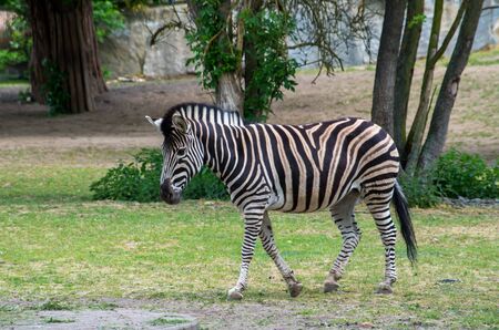 Zebra walking on green grassの写真素材