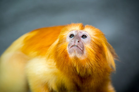 The golden lion tamarin, Leontopithecus rosalia, also known as the golden marmoset, is a small New...