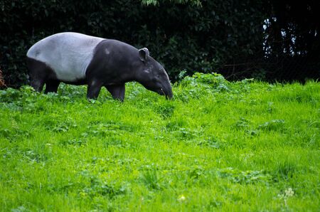 The Malayan tapir, Tapirus indicus, is the largest of the five species of tapir and the only one native to Asia.の写真素材