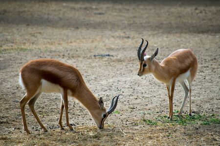 The dorcas gazelle, Gazella dorcas, also known as the ariel gazelle, is a small and common gazelle.の写真素材