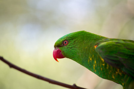 The superb parrot ,Polytelis swainsonii, also known as Barraband's parrot, Barraband's parakeet, or...
