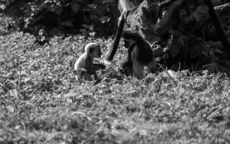 The mantled guereza, Colobus guereza, also known simply as the guereza, the eastern black-and-white colobus, or the Abyssinian black-and-white colobus, is a black-and-white monkey.の写真素材