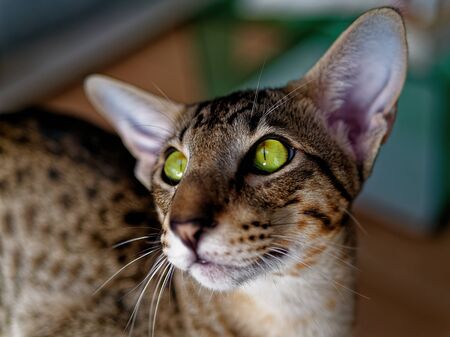 The cat (Felis catus) is a small carnivorous mammal. It is the only domesticated species in the family Felidae and often referred to as the domestic cat to distinguish it from wild members of the family.の写真素材