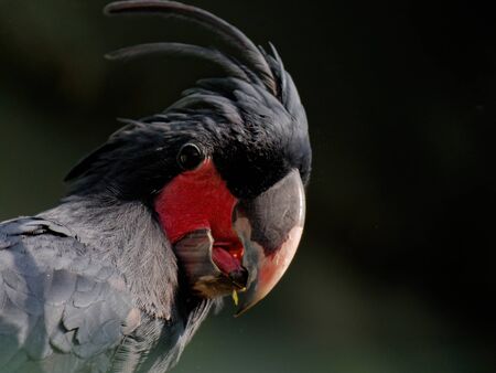 The palm cockatoo, Probosciger aterrimus, also known as the goliath cockatoo or great black cockatoo.の写真素材