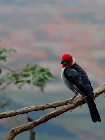 The red-cowled cardinal, Paroaria dominicana, is a bird species in the tanager family.の写真素材