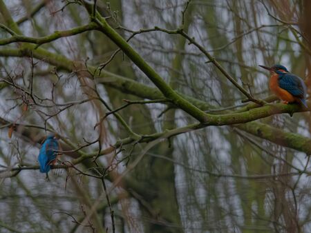 The common kingfisher, Alcedo atthis, also known as the Eurasian kingfisher, and river kingfisher, is a small kingfisher with distribution across Eurasia and North Africa.の写真素材