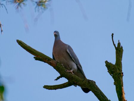 The common wood pigeon, Columba palumbus, is a large species in the dove and pigeon family.の写真素材