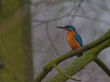 The common kingfisher, Alcedo atthis, also known as the Eurasian kingfisher, and river kingfisher, is a small kingfisher with distribution across Eurasia and North Africa.の写真素材
