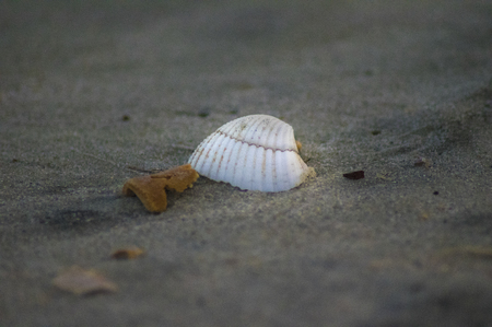 White Seasell In the Sandの写真素材