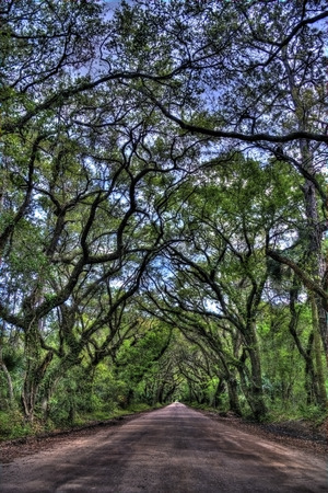 Botany Bay Road on Edisto Island, South Carolinaの写真素材