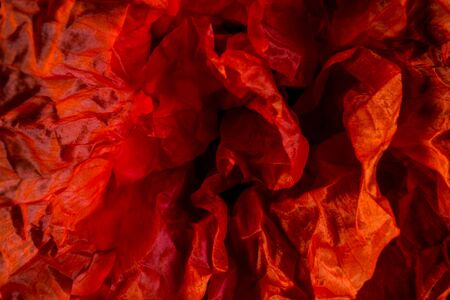 Red young poppy petalsの写真素材