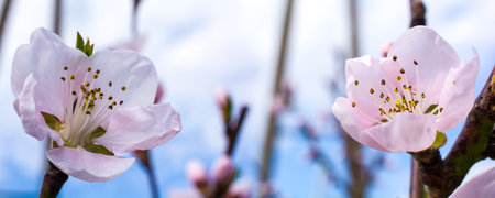Panoramic view of blooming cherry blossomsの写真素材