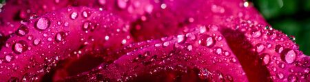 Panoramic view of pink rose petals with dew drops macroの写真素材