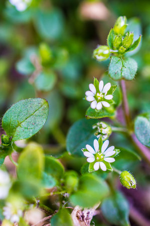 Vertical view of white flowers macro shallow depth of field. A green background with bokeh leaves