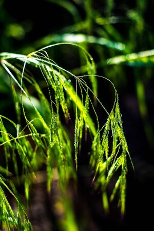 Plant dripping with dew in the tropical humidity on a dark backgroundの写真素材