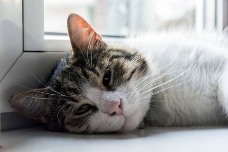 Cat lying on windowsillの写真素材