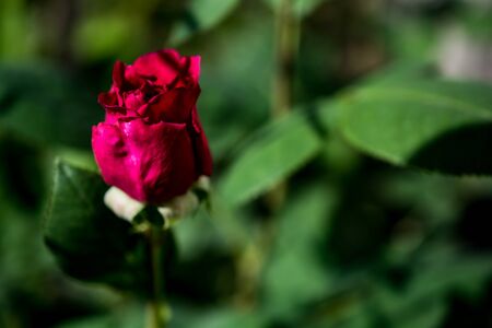 Red rose on a contrasting background of leavesの写真素材