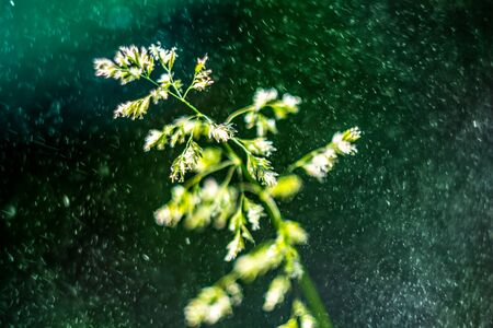Macro plant with flying pollen during rain with a dark green bokeh backgroundの写真素材